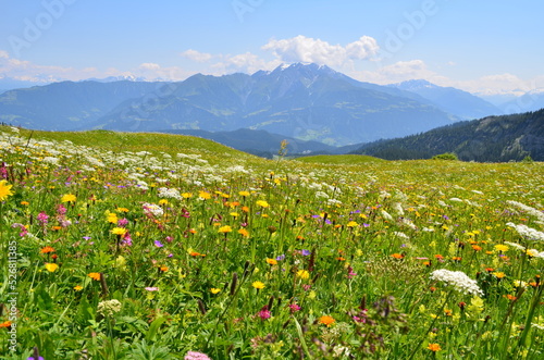 Swiss flower meadow in Alps