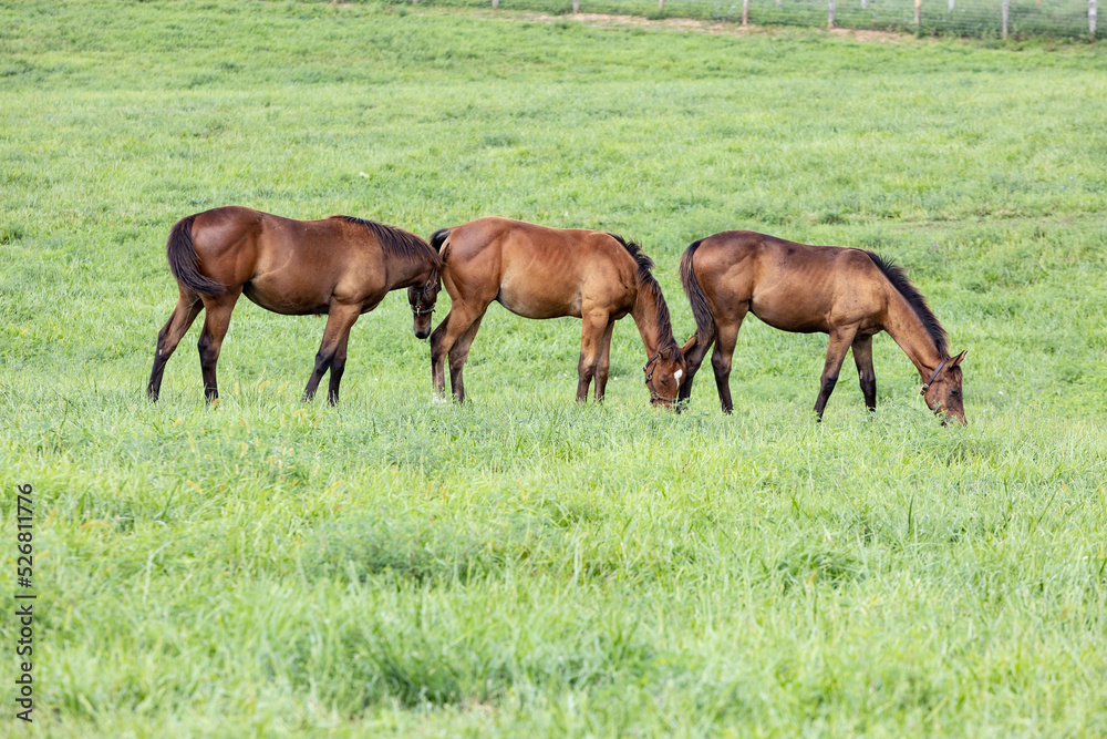 Three weanlings in a row on a Kentucky breeding farm in a large pasture grazing grass.