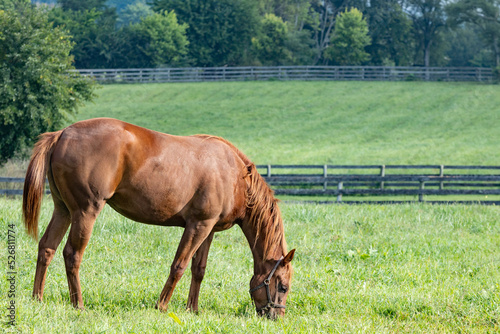 A yearling chestnut Thoroughbred filly grazing on a farm in Kentucky with board fencing around large pastures.