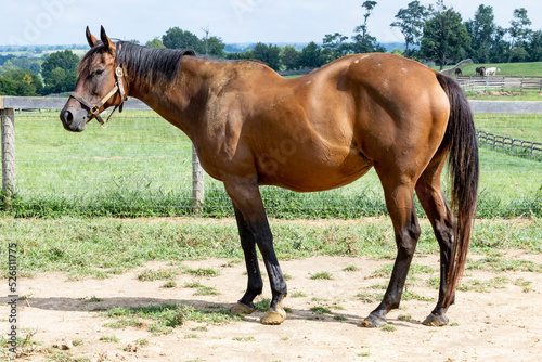 A large, swayback Thoroughbred broodmare outside in a pasture.
