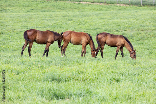 Three weanlings in a row on a Kentucky breeding farm in a large pasture grazing grass. © Margaret Burlingham