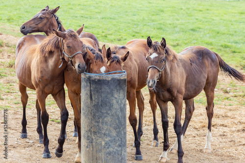 A group of bay Thoroughbred weanling foals gathered around an automatic waterer in a pasture.