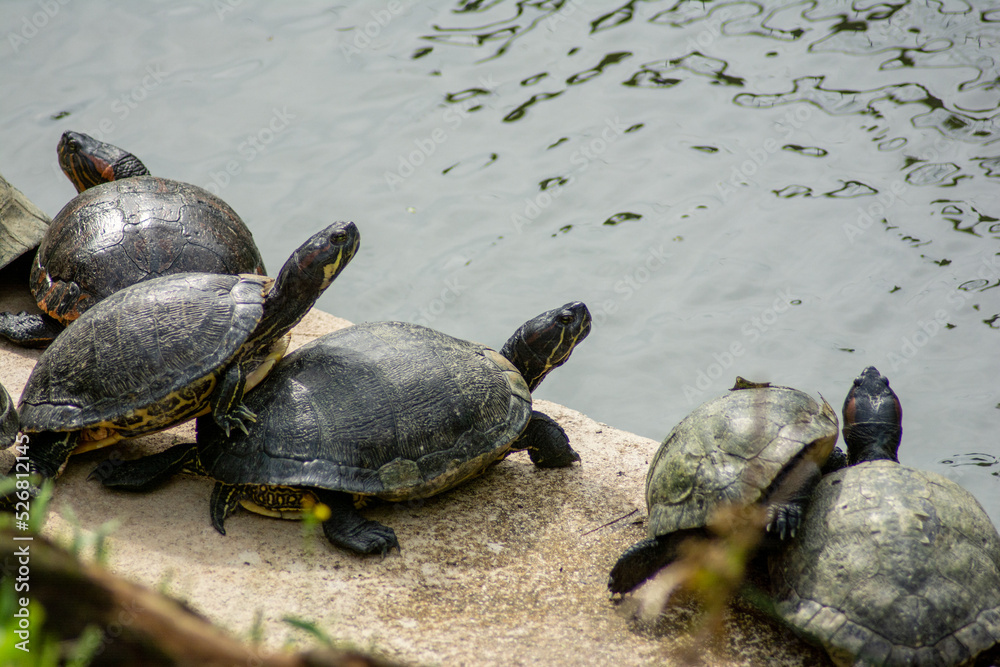 Fototapeta premium turtle on the rocks