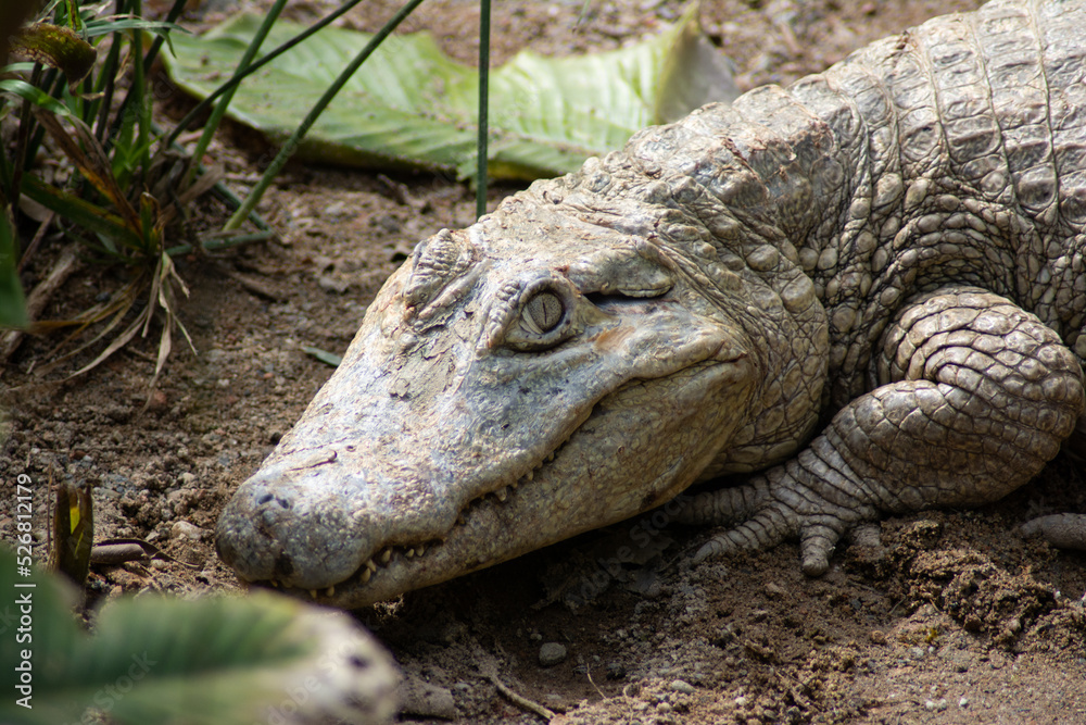 Obraz premium Curious alligator with vegetation around