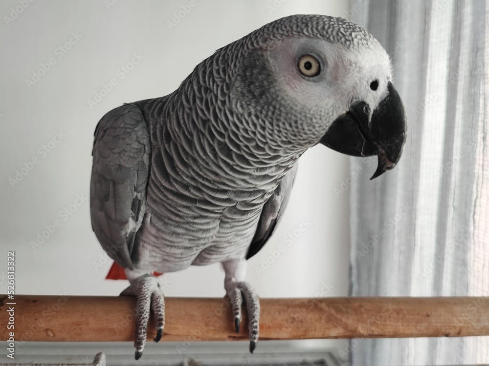 Obraz premium African grey parrot