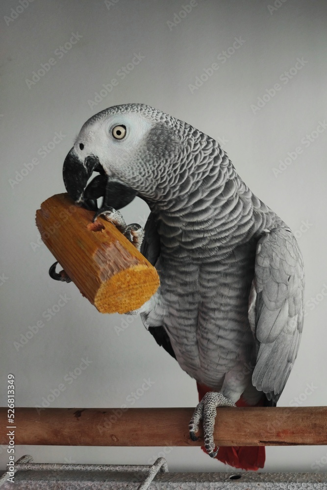 Obraz premium African grey parrot