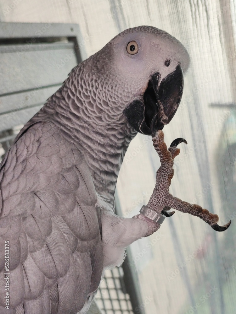 Obraz premium African grey parrot