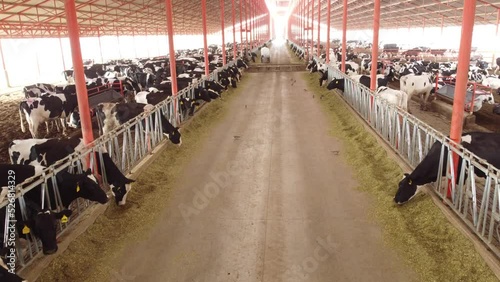 Vacas comiendo en establo
