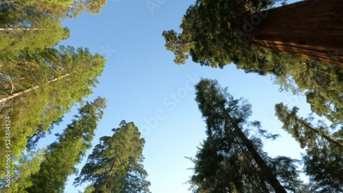 Driving in a Car and Looking up at Big Sequoia Trees in National Park on a Sunny Day
