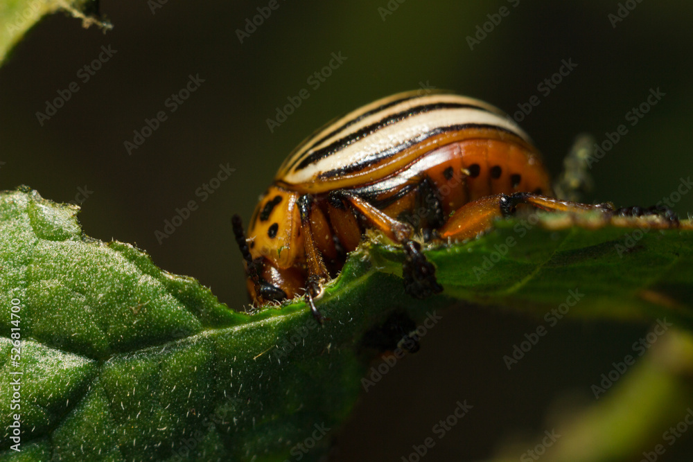 The Colorado potato beetle eats potato leaves. Pest. (Colorado potato beetle)