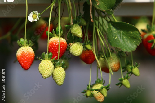 Strawberries grow on a kibbutz in Israel. photo