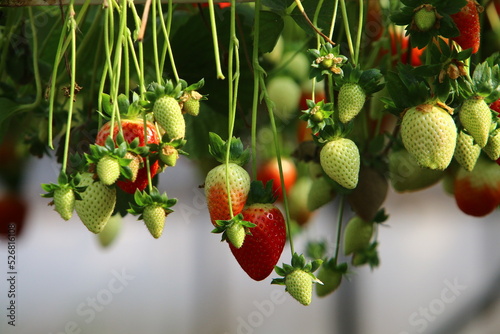 Strawberries grow on a kibbutz in Israel.