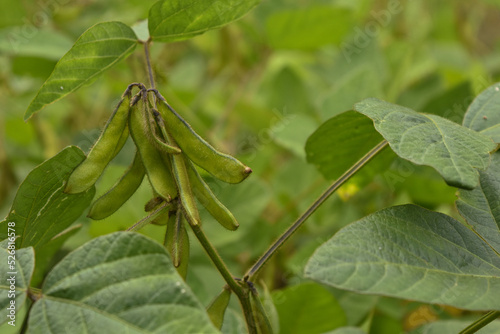 Wallpaper Mural Soy Bean Close up 3 Torontodigital.ca