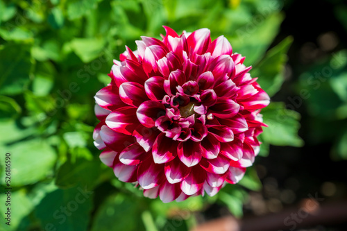 Close-up of red and white flower Dahlia pinnata.