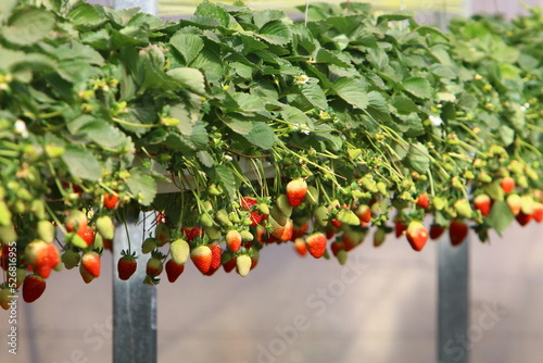 Strawberries grow on a kibbutz in Israel.