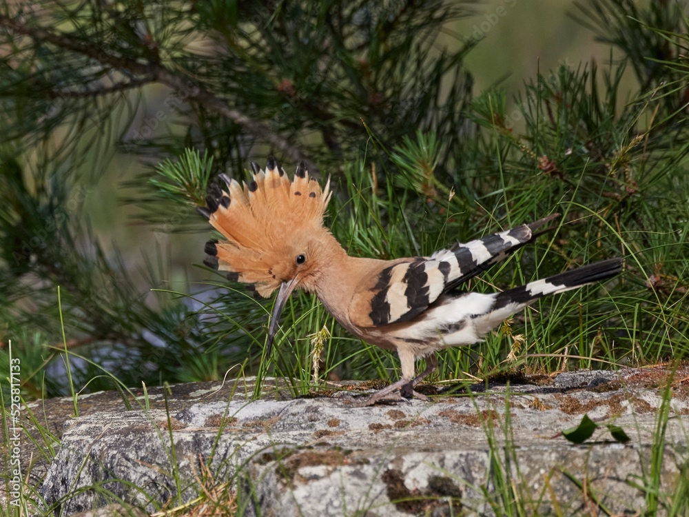 Fototapeta premium hoopoe, Wiedehopf