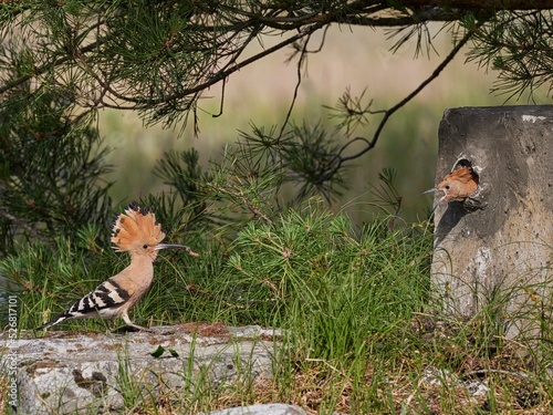 hoopoe, Wiedehopf