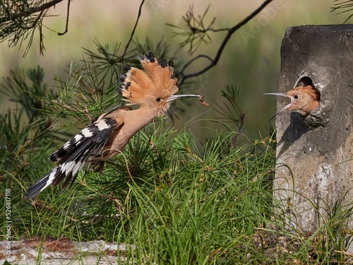 hoopoe, Wiedehopf