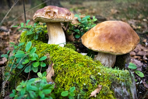 Beautiful porcino mushrooms has grown among green moss and blueberry bushes against the backdrop of an autumn forest.