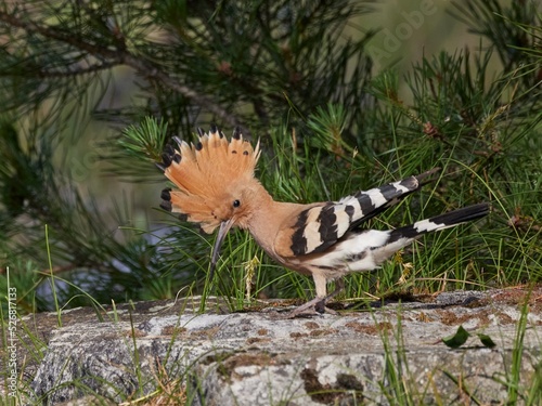 hoopoe, Wiedehopf