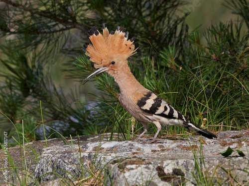 hoopoe, Wiedehopf