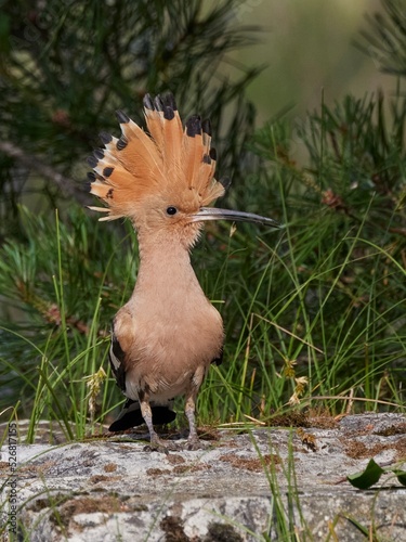 hoopoe, Wiedehopf