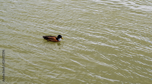 Brown duck swims in water.