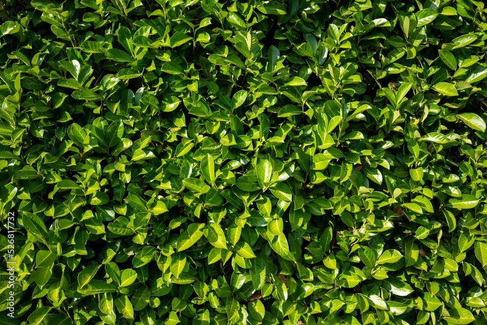 green leaf texture. healthy bushes  hedge. many leaves. gardening background. copyspace. Background for flyer or poster