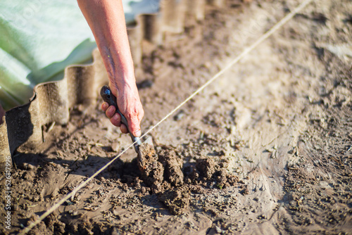 Human hands prepare the soil for planting crops in the garden. Cultivated land close up. Gardening concept. Agriculture plants growing in bed row