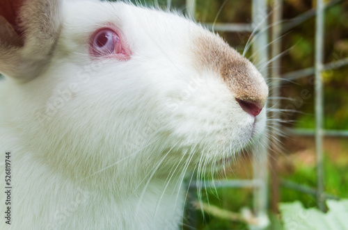 A close-up white rabbit sits on the grass on the plot of a country house on a summer day. Cute, kind pet