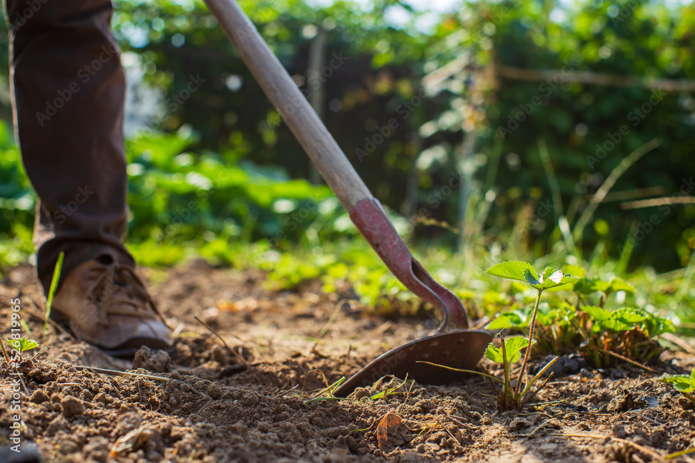 Farmer cultivating land in the garden with hand tools. Soil loosening. Gardening concept. Agricultural work on the plantation Farmer cultivating land in the garden with hand tools. Soil loosening. Gardening concept. Agricultural work on the plantation