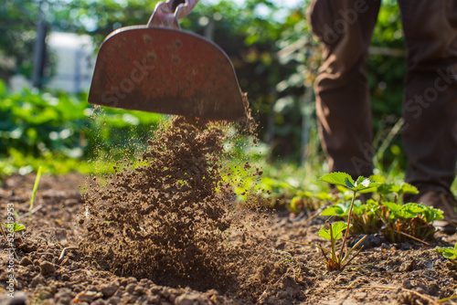 Farmer cultivating land in the garden with hand tools. Soil loosening. Gardening concept. Agricultural work on the plantation photo