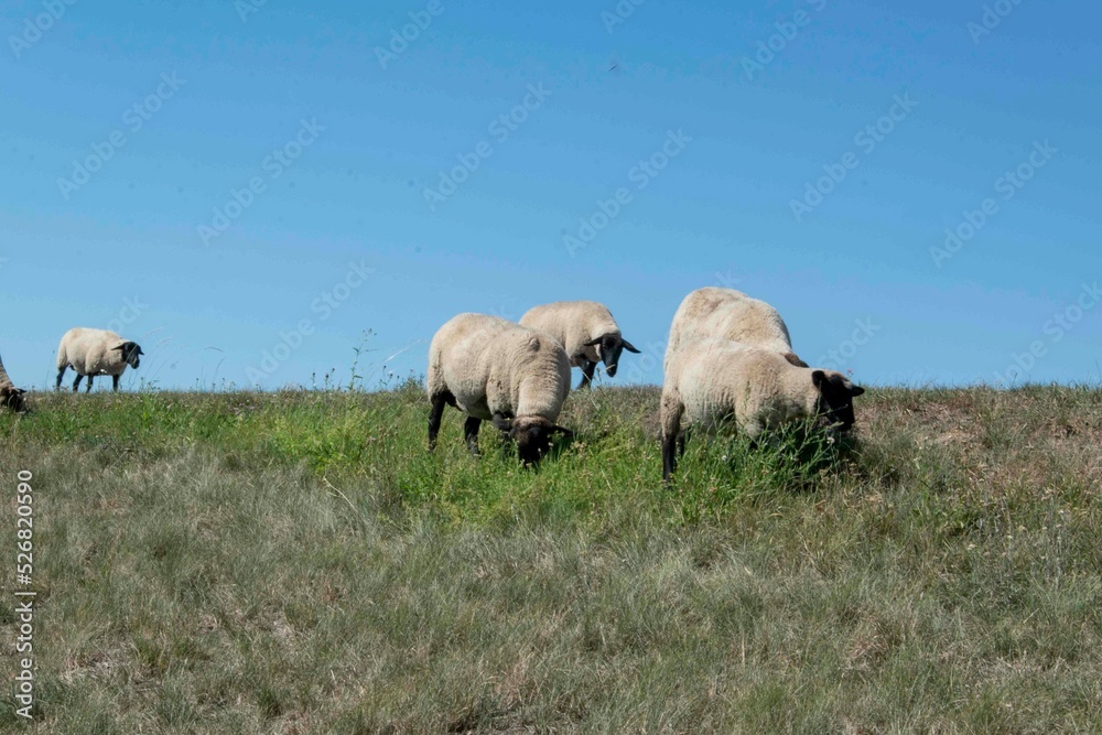 Schafe grasen am Elbedeich bei Tangermünde in Sachsen-Anhalt