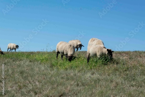 Schafe grasen am Elbedeich bei Tangerm  nde in Sachsen-Anhalt
