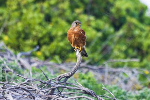 Bild auf Leinwand Soft focus of a rock kestrel perched on dried branches in the woods