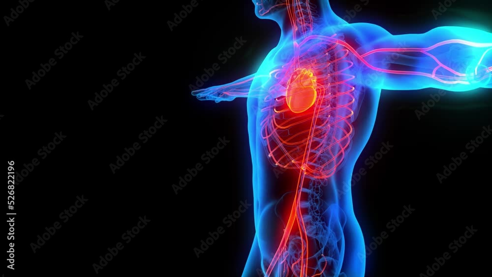heart attack symptoms blood circulatory system heart heart failure cardiovascular disease heart attack symptoms blood circulatory system heart heart failure cardiovascular disease