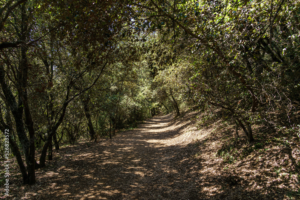 Fototapeta premium Paiasajes del volcan Croscat en La Garrotxa