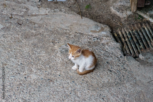 Cria de gato pirenaico en Cerdanya photo