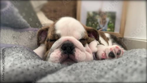 Closeup of a cute English bulldog puppy sleeping on a soft surface photo