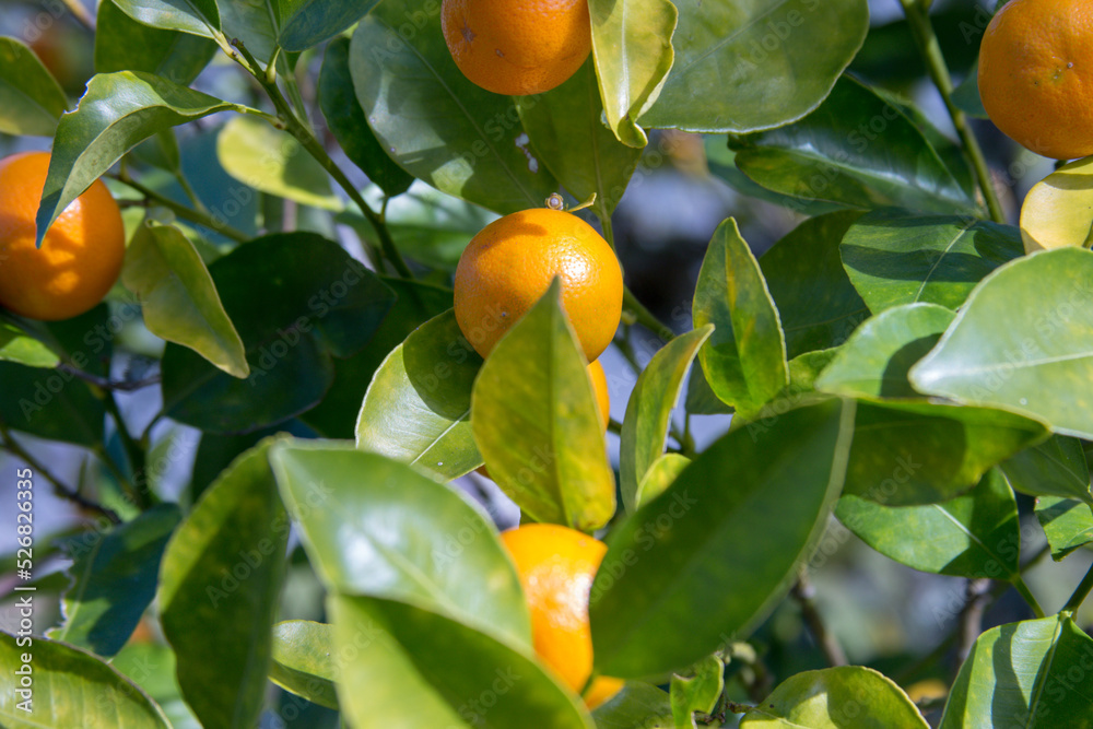 orange tree with fruits