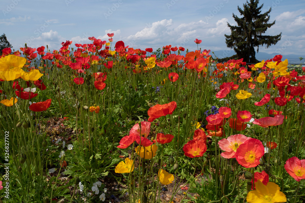 Yellow, orange and red poppies in a field or garden