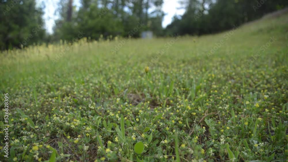 Time-Lapse of flowers and grass in the morning. Time-Lapse of flowers and grass in the morning.