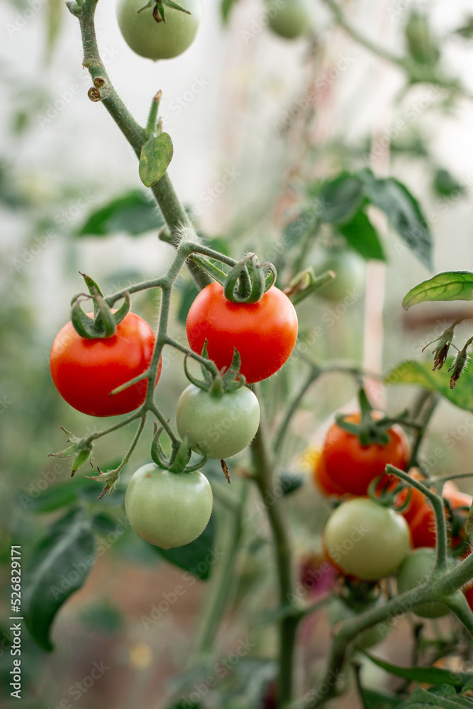 Tomatoes on the branches grow in the garden