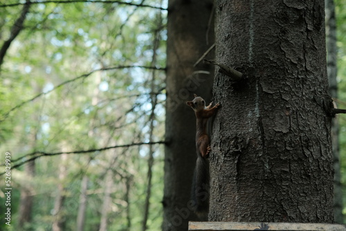 Squirrels in Aspen Grove Park, north of St. Petersburg, August 2022