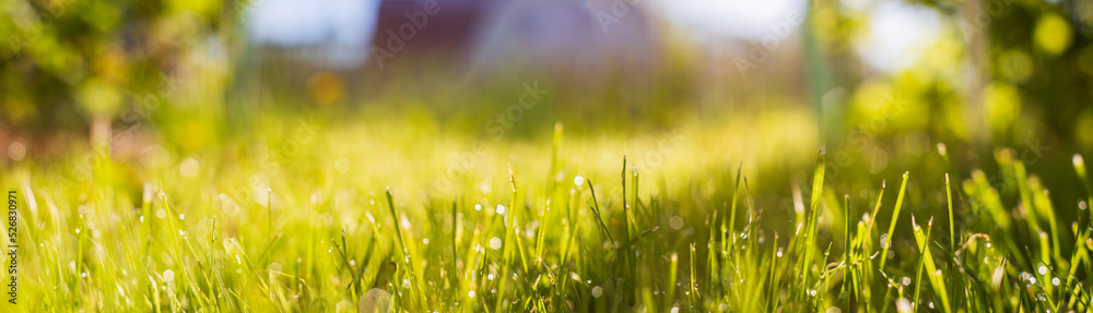 Background panorama of natural landscape of green grass blades close up. Beautiful natural countryside landscape with strong blurry background