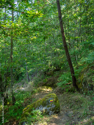 The PR10 SEI walking route between the forest in Serra Da Estrela  Portugal