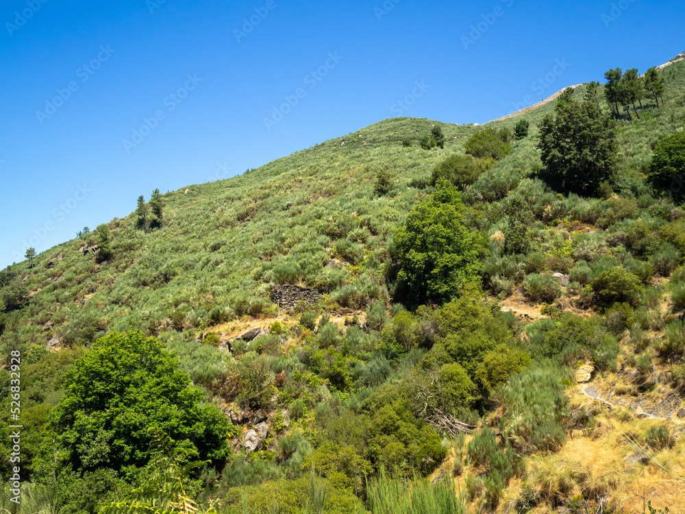 PR10 SEI walking route in Serra da Estrela between pine trees forest and the rocky mountain, Portugal