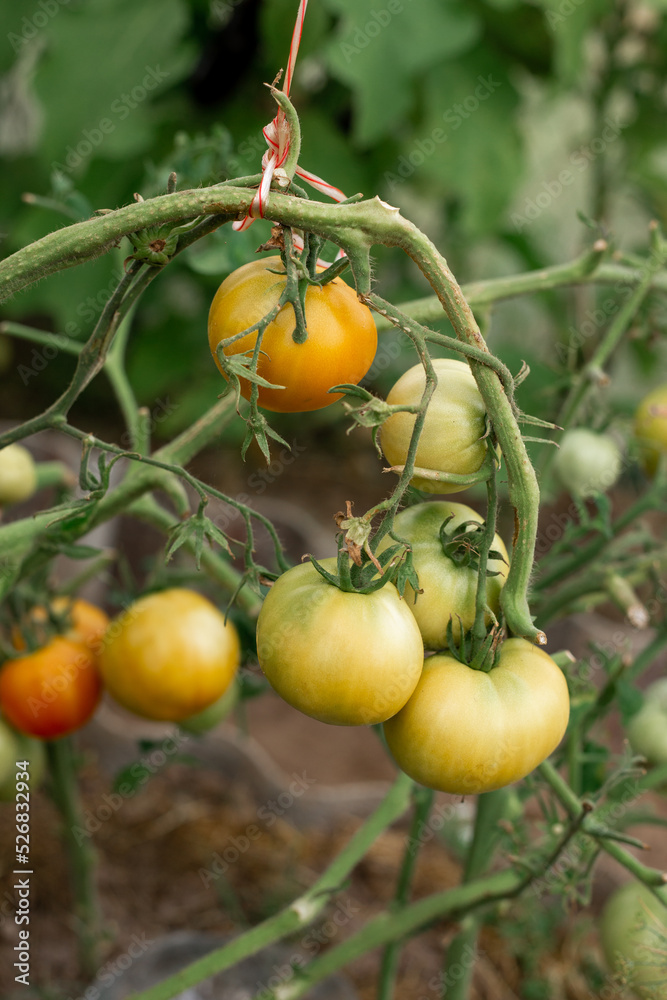 Tomatoes ripen on branches in a greenhouse