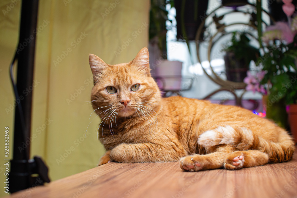Affectionate domestic cat Kitten portrait Affectionate domestic cat Kitten portrait