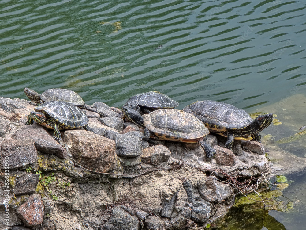 Turtles resting on rocks in the park Turtles resting on rocks in the park